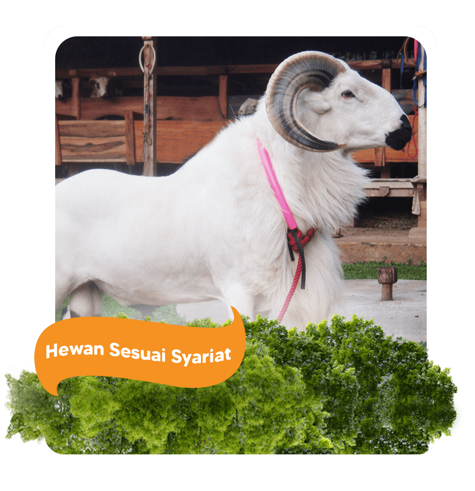 Hewan Kambing Aqiqah Dan Domba Aqiqah Sesuai Syariah
