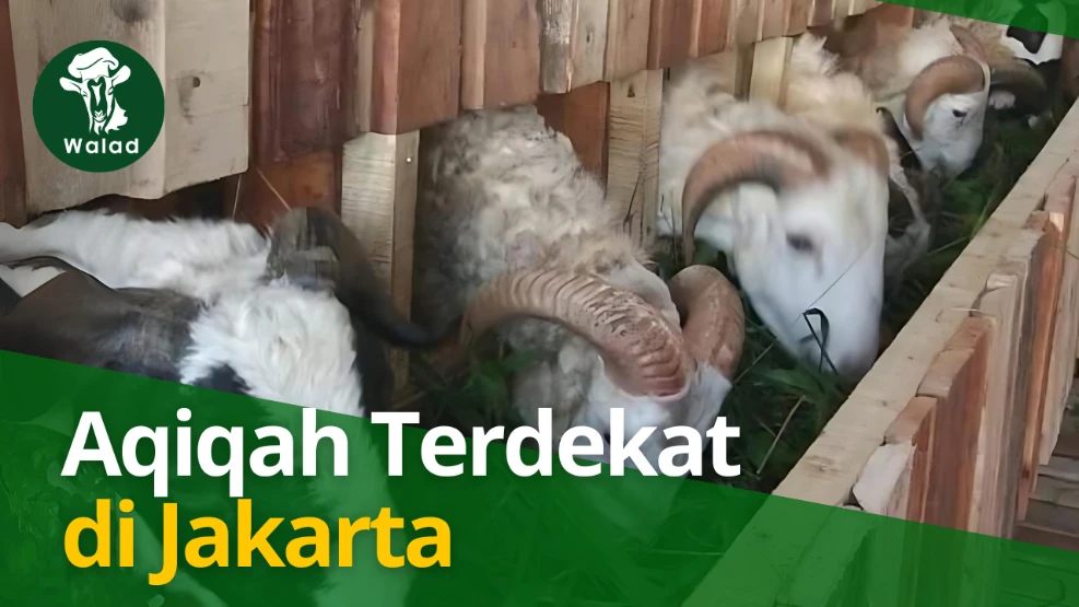 Aqiqah Terdekat di Jakarta - Walad Aqiqah