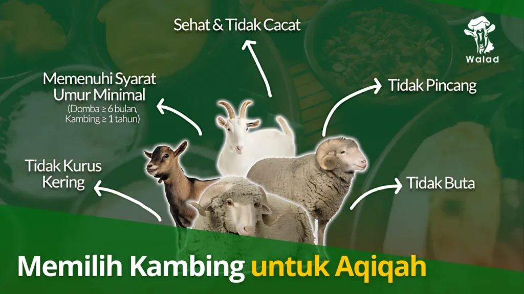 Cara Memilih Kambing Aqiqah