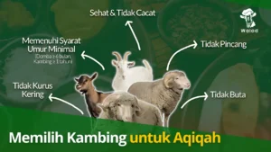 Cara Memilih Kambing Aqiqah