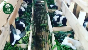 Cara Memilih Kambing Aqiqah yang Sehat