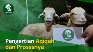 Pengertian Aqiqah Makna dan Proses Aqiqah 1