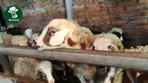 Persiapan Aqiqah Panduan Lengkap Persiapan Tasyakuran Aqiqah (3)