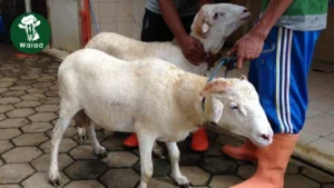 Tips Memilih Kambing untuk Aqiqah