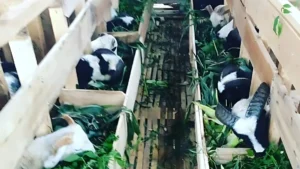 catering aqiqah jakarta utara - paket aqiqah murah jakarta utara - paket aqiqah jakarta utara