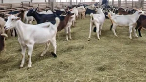 paket aqiqah di bekasi timur - aqiqah bekasi timur
