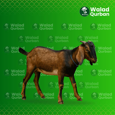 Jual Domba Qurban Terjangkau