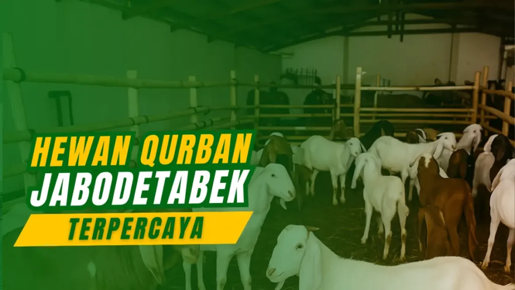 Jual Kambing Qurban 2025