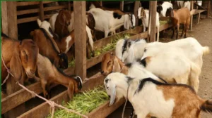 Jual Kambing Qurban Jakarta