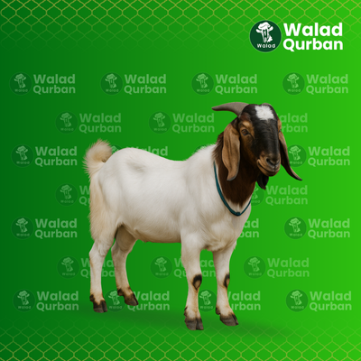 Jual Kambing Qurban Terjangkau